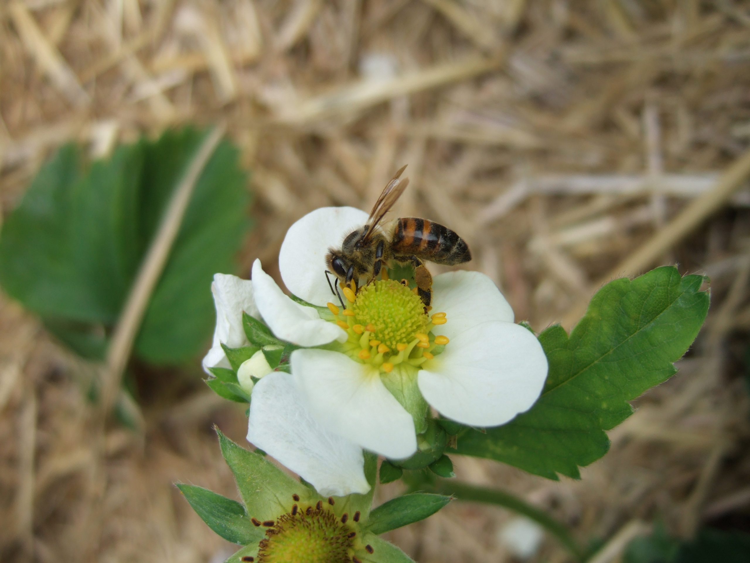 Bienenbestäubung erhöht Fruchtqualität