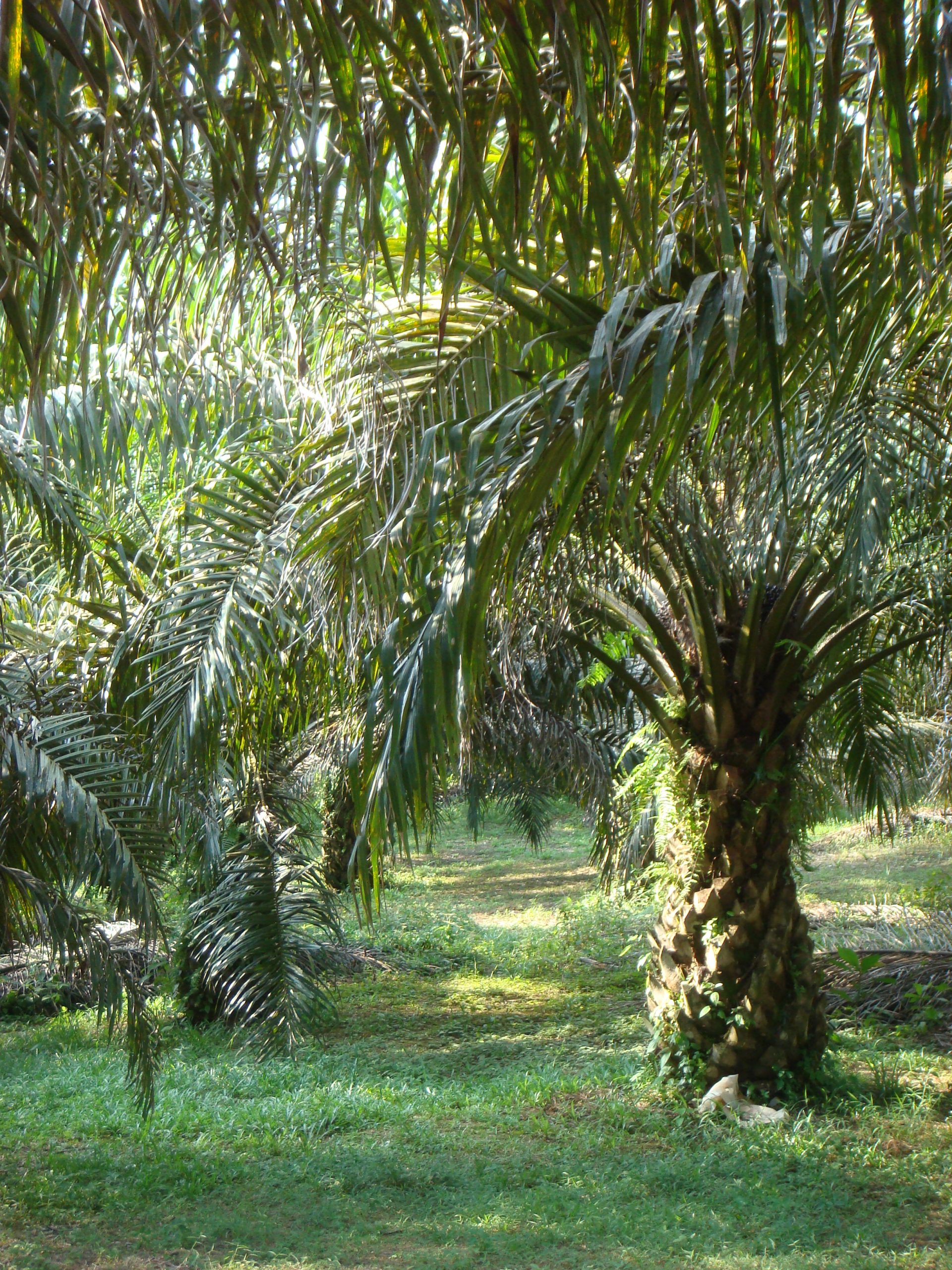 Wie nachhaltig ist Palmöl?