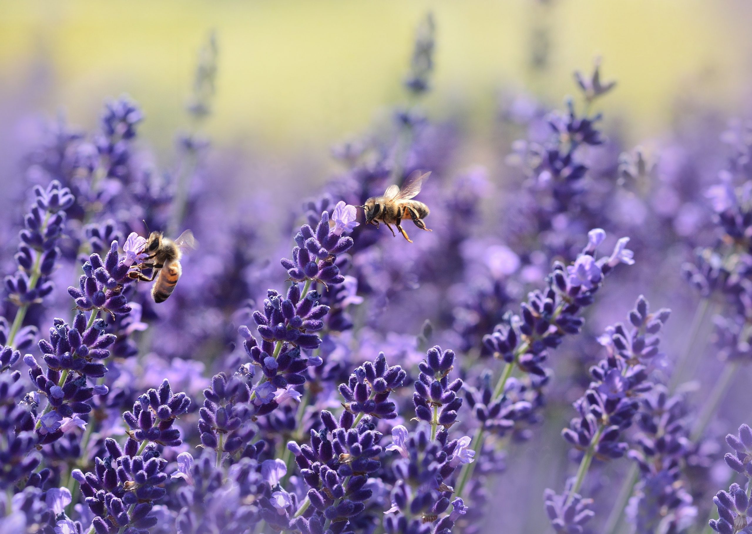 Handbestäubung: Wird die Biene ersetzt?
