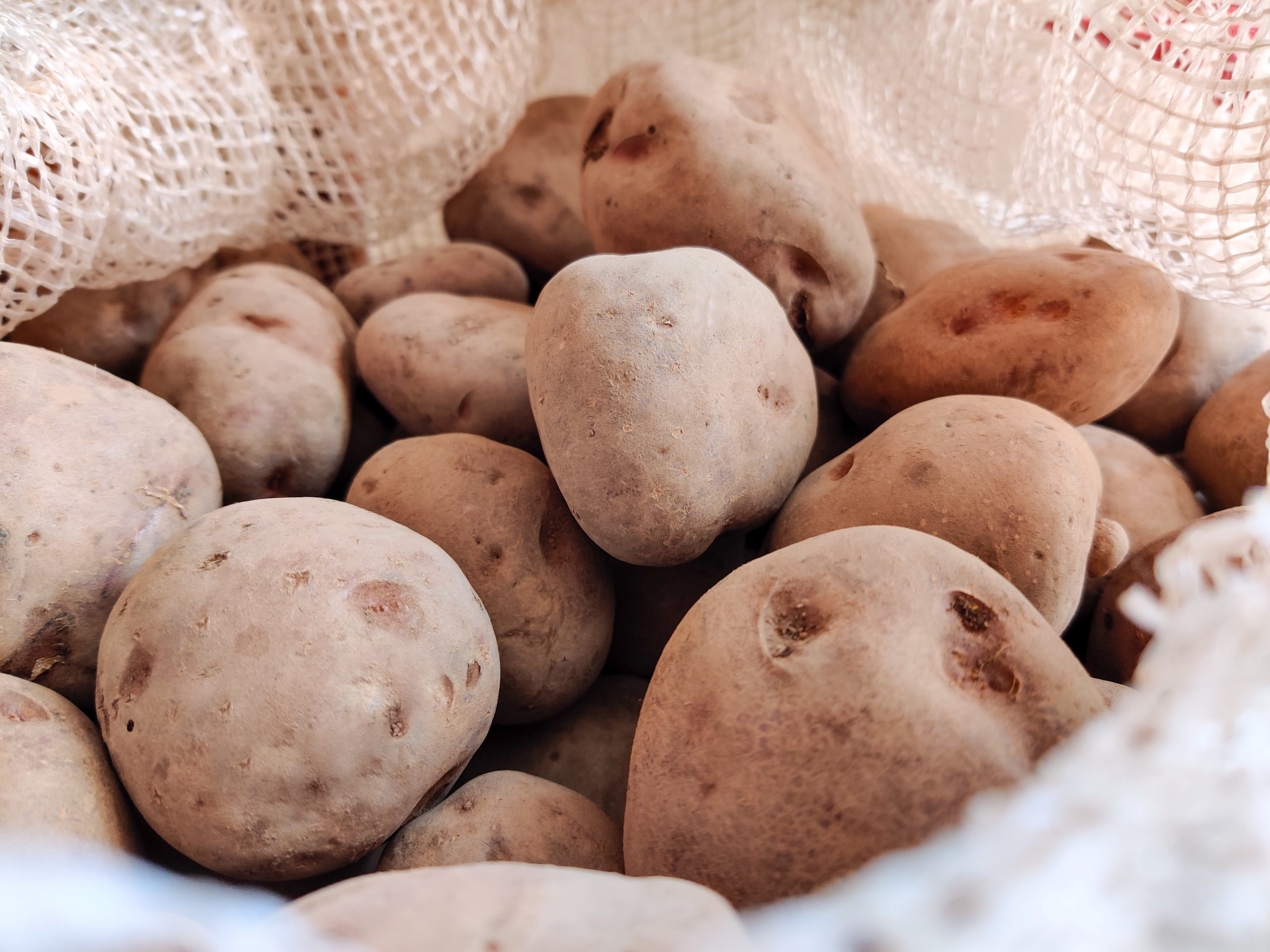 Phosphorus: Fertilise your potatoes properly