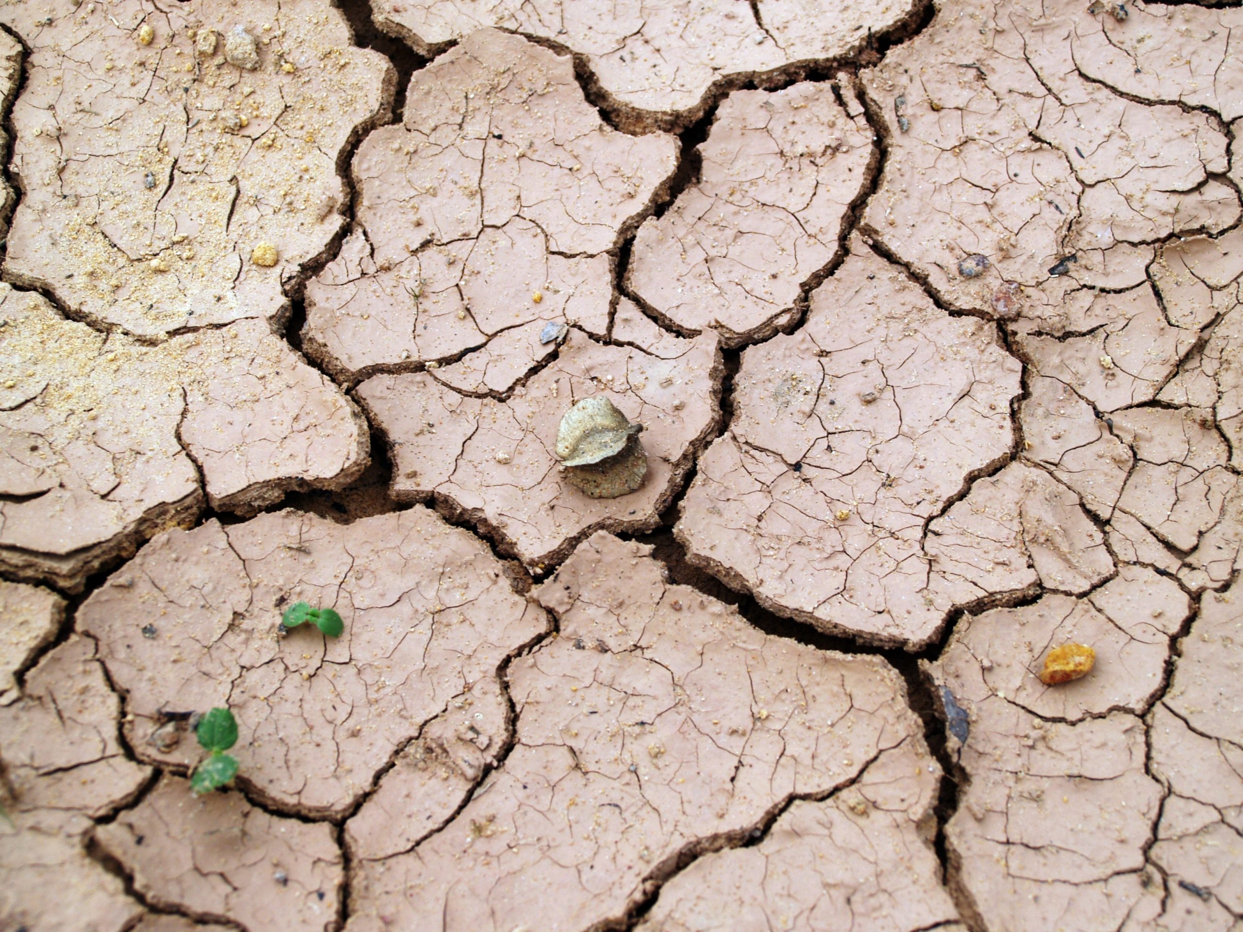 Wie Daten im Kampf gegen Dürrerisiken helfen
