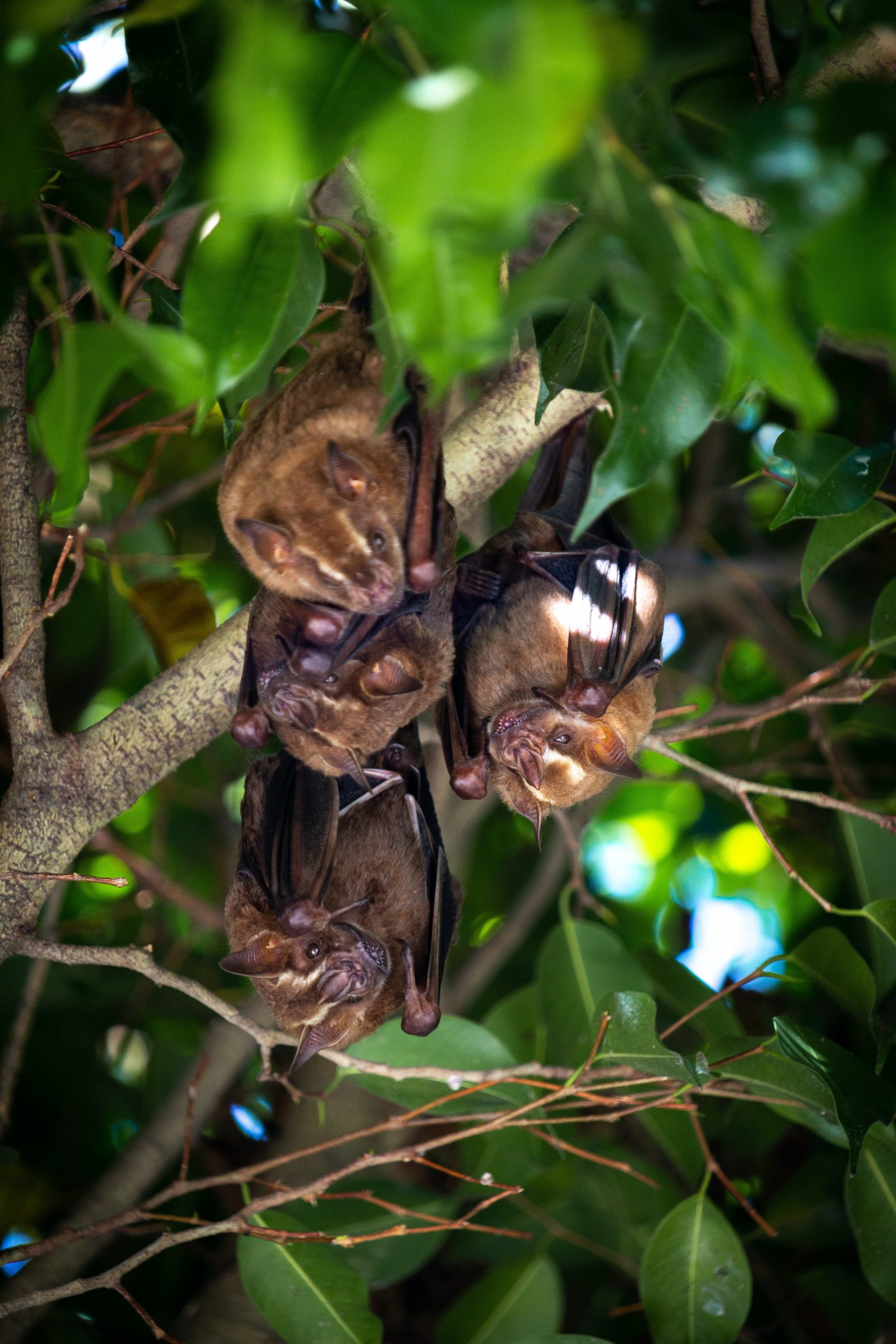 Kakao-Anbau: Wie bestimmte Tierarten den Ertrag steigern