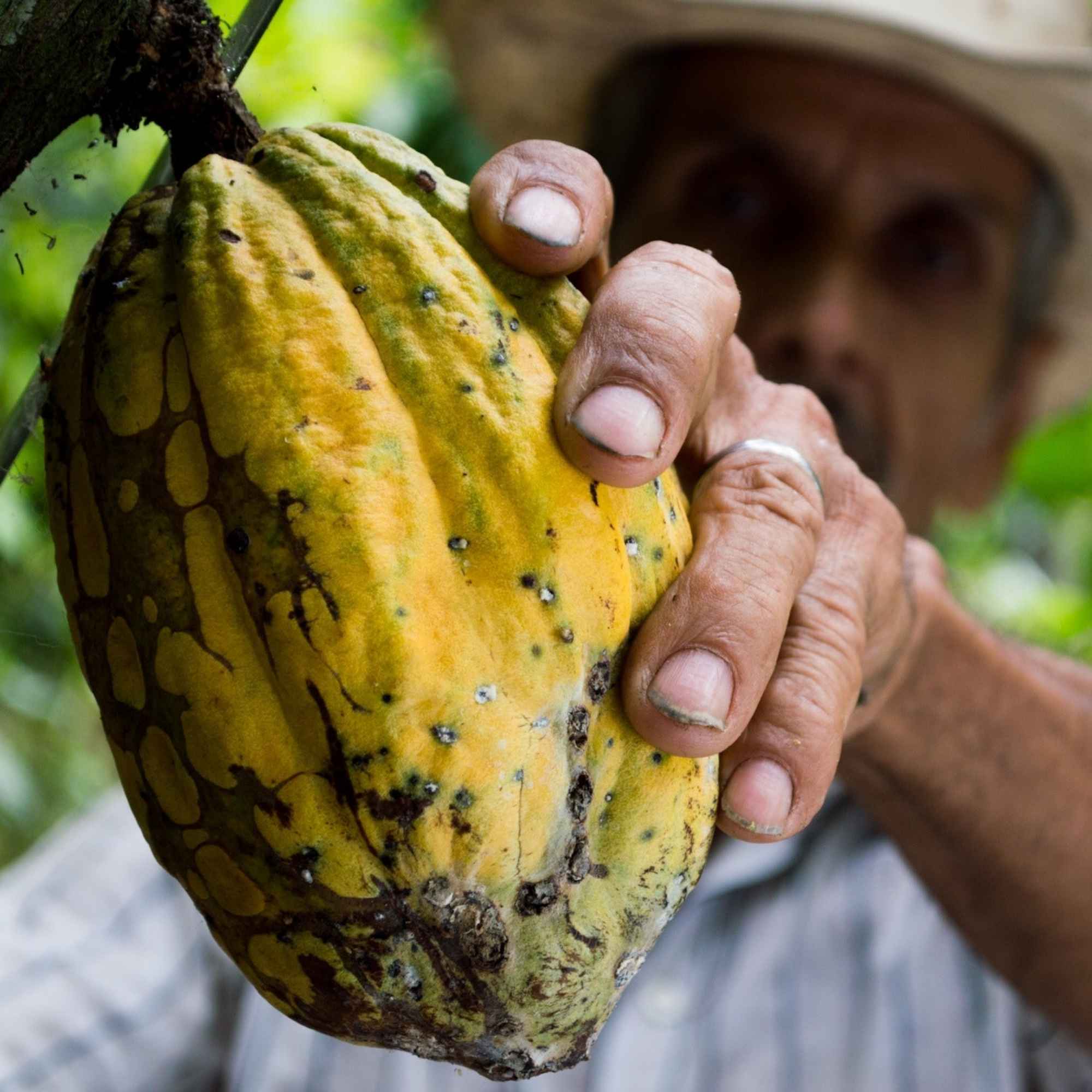Cacao – How ants and bats influence yields