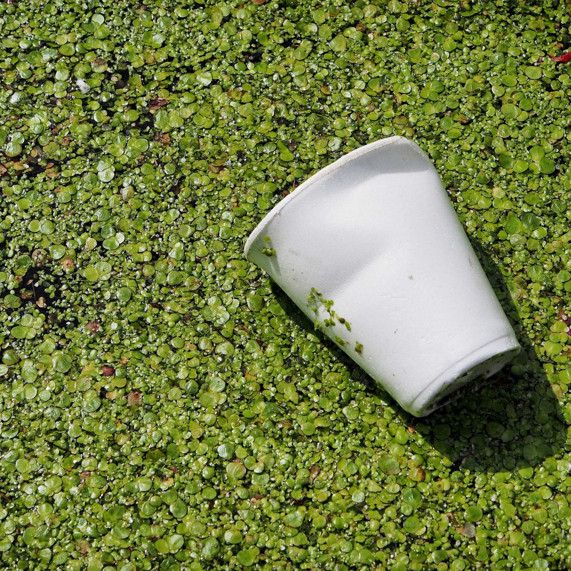 Greenwashing vs. Green Claims – Wie sich Unternehmen irreführende Umweltaussagen zunutze machen
