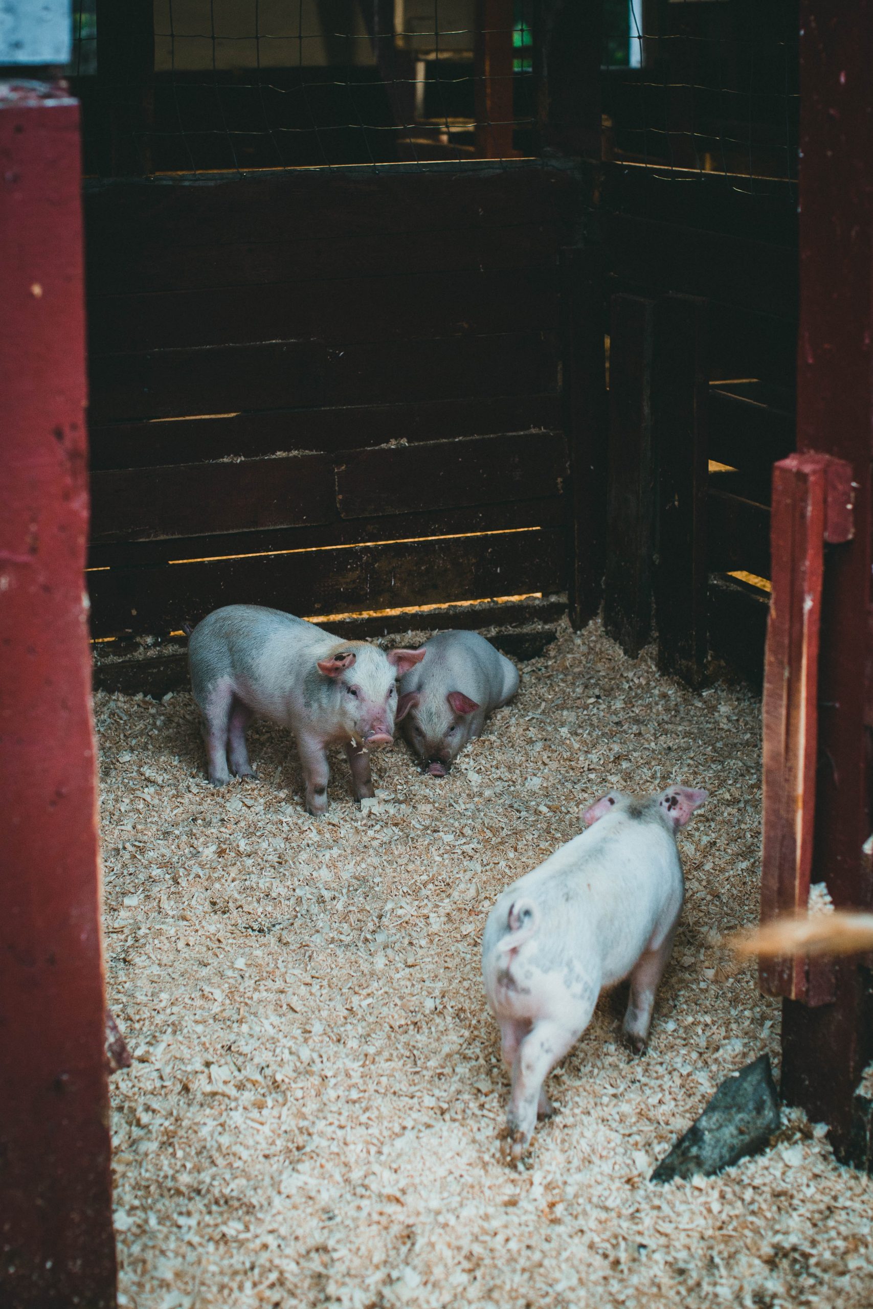 Afrikanische Schweinepest. Ammoniak-Emissionen aus dem Stall. Nicht nur auf die Bienen schauen