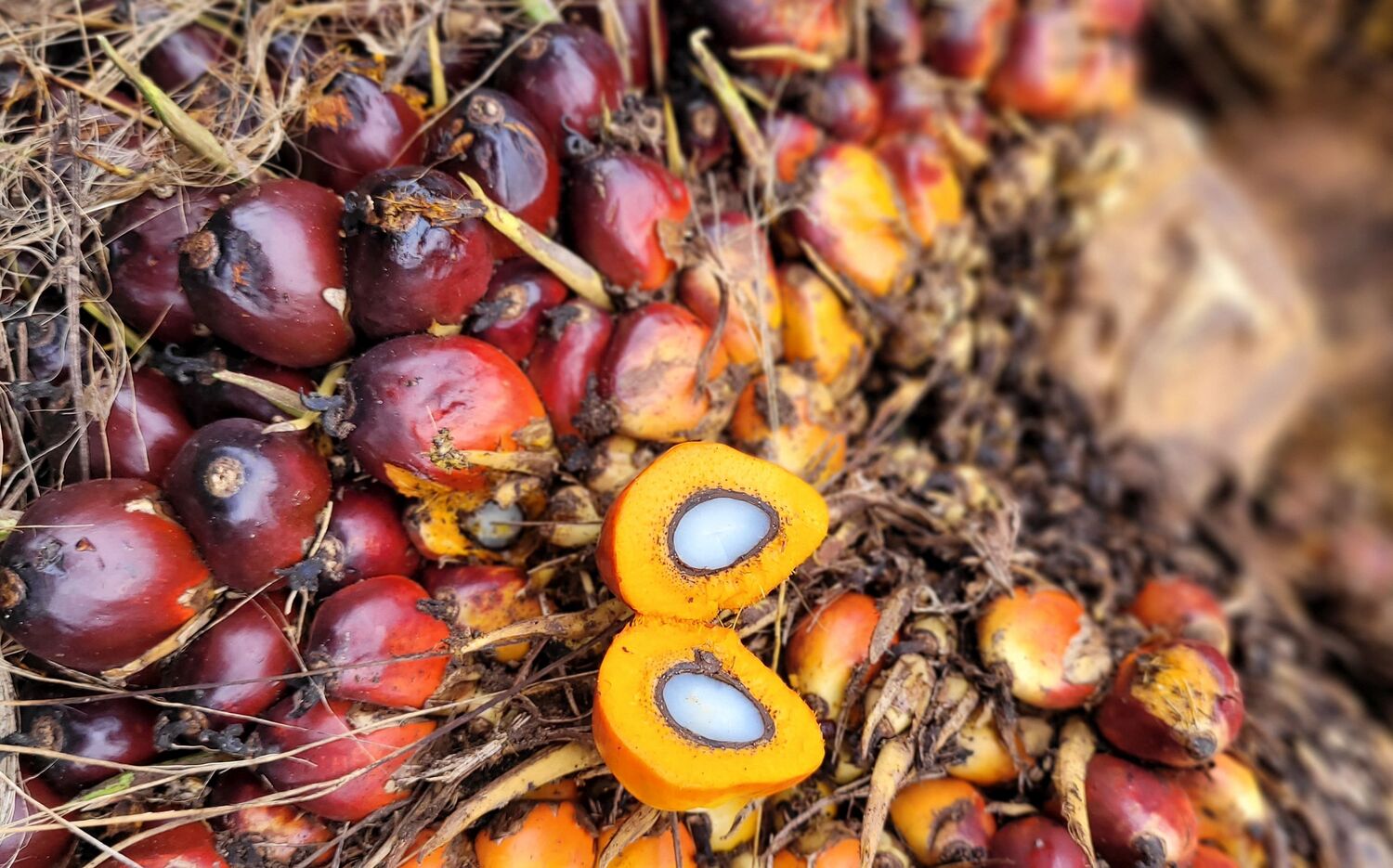 Steckt hinter Palmöl mehr als abgeholzte Regenwälder?