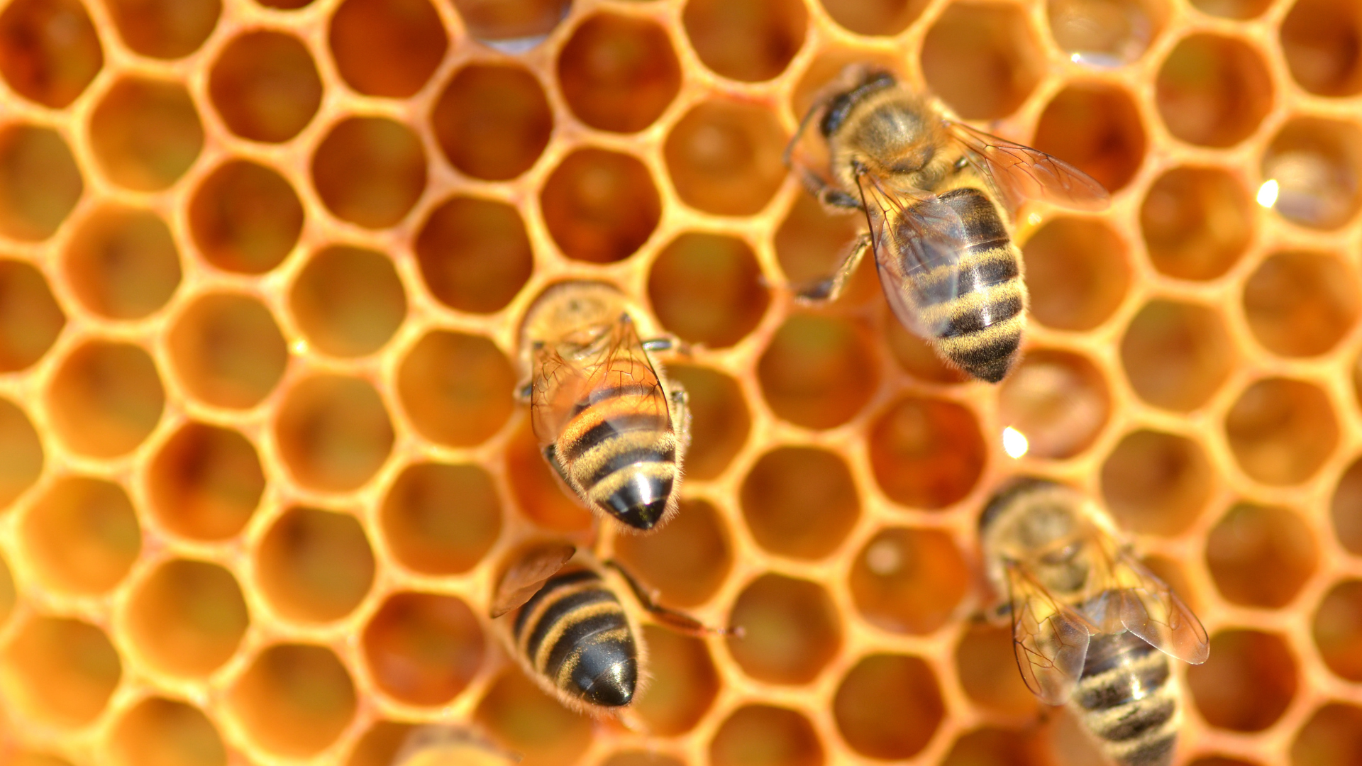 Winterverluste bei Honigbienenvölkern. Neuer Entwicklungsbaukasten für E-Traktoren. Agrarnaturschutz