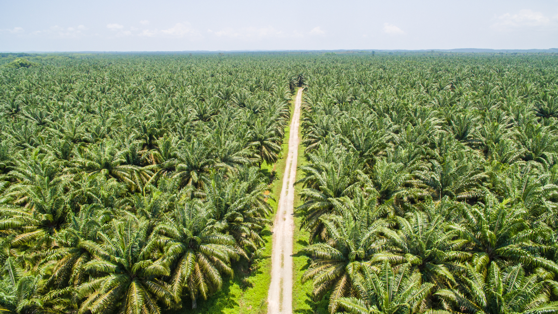Für eine nachhaltigere Palmöl-Produktion
