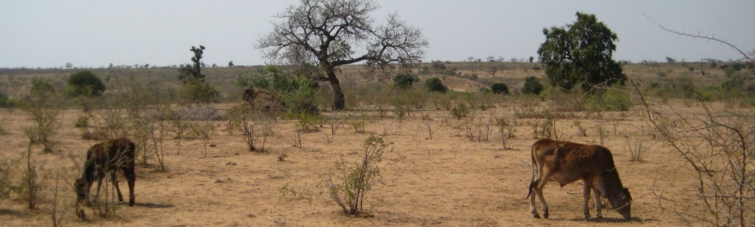 Lösungen für klimaresiliente Agrarlandschaften im südlichen Afrika