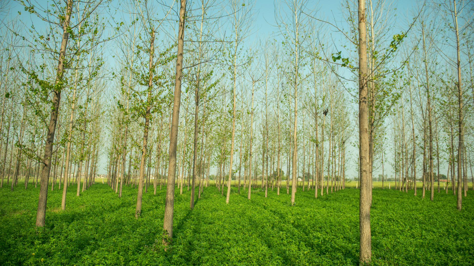 Landwirtschaft mit Wald. Vom Reststoff zum Rohstoff. Niederschlag und Pflanzenwachstum