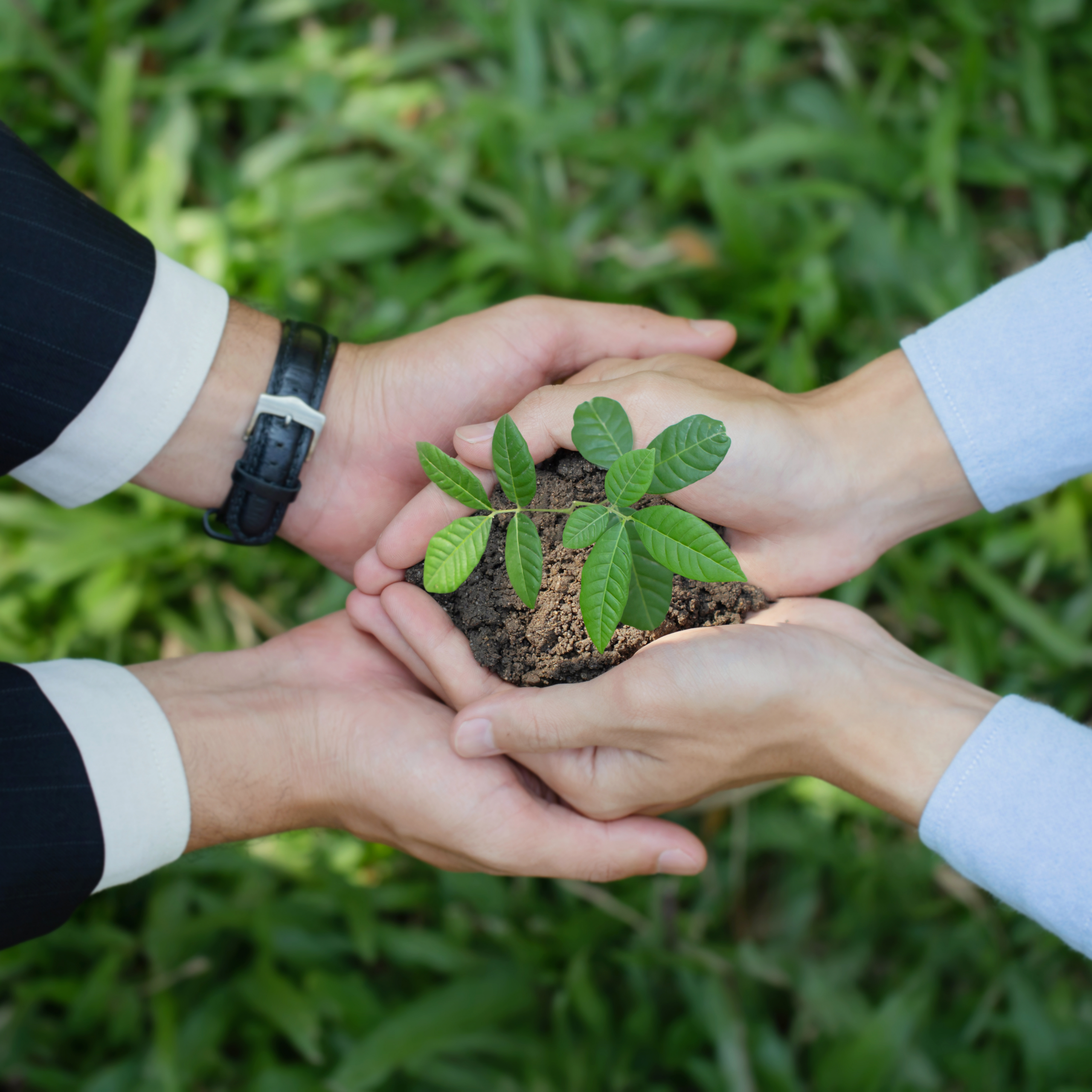 Zwischen Vision und Verantwortung – Wie setzt Nestlé regenerative Landwirtschaft praktisch um?