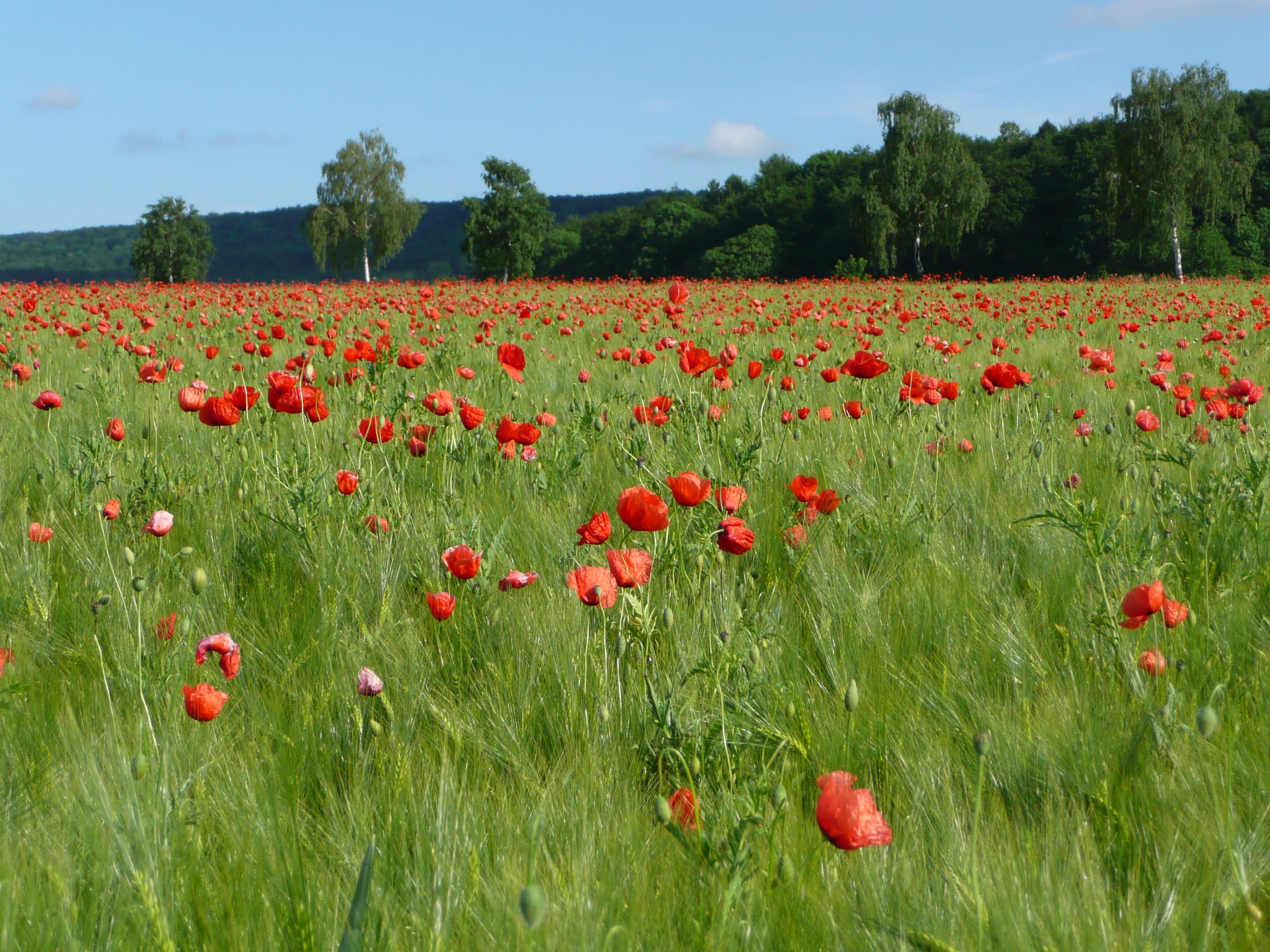 Pflanzenschutz und Biodiversität: Wir waren schon mal weiter