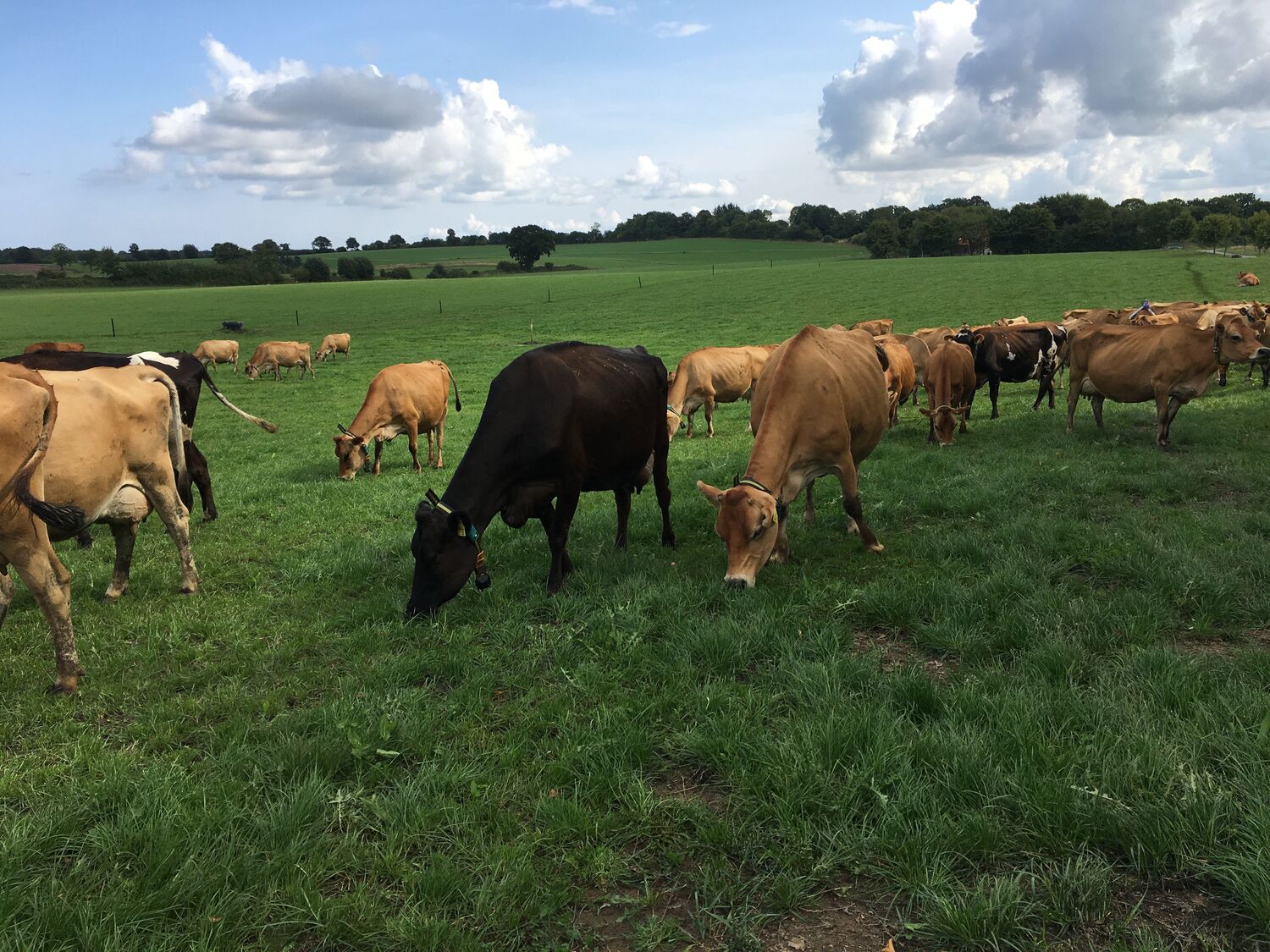 Vielfältige Weiden – mehr Milch und weniger Methan?