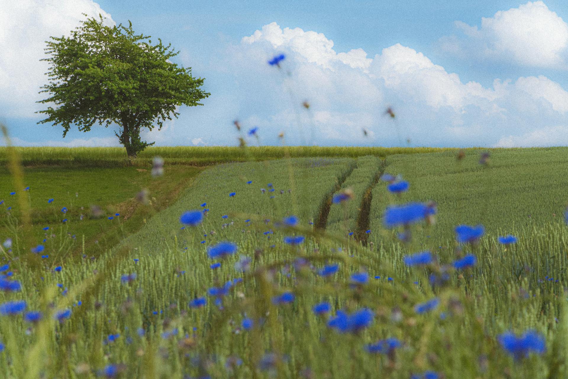 Zukunftsprogramm Pflanzenschutz: Beirat empfiehlt Fortsetzung