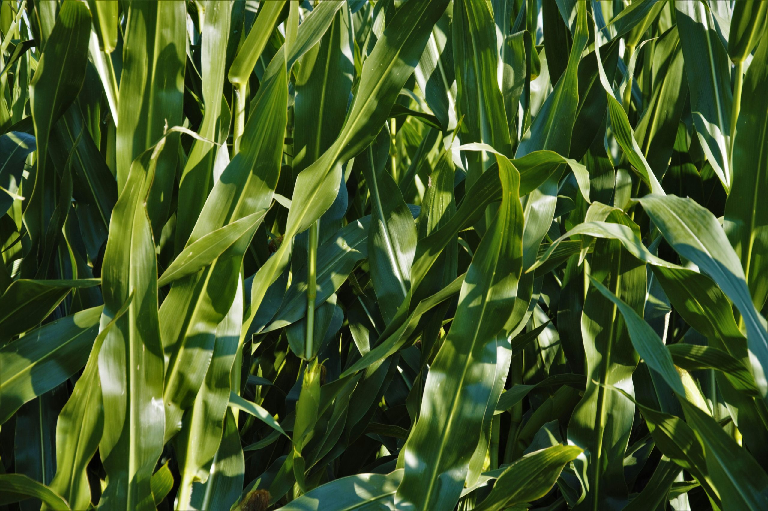 Maispflanzen unter multiplem Stress: neue Forschungsgruppe in den Agrarwissenschaften