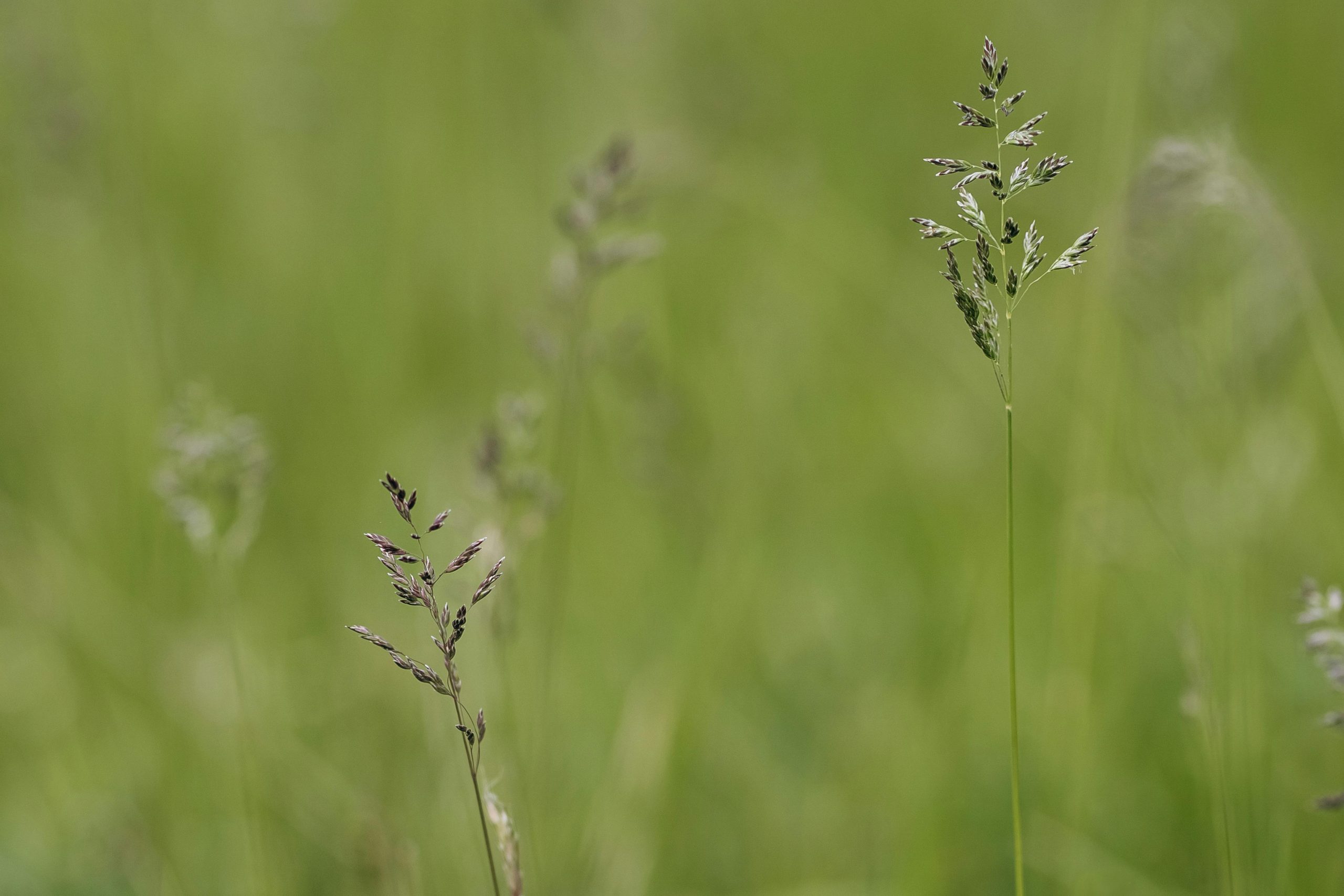 Verborgene Insekten-Vielfalt in Grashalmen durch Mähen bedroht