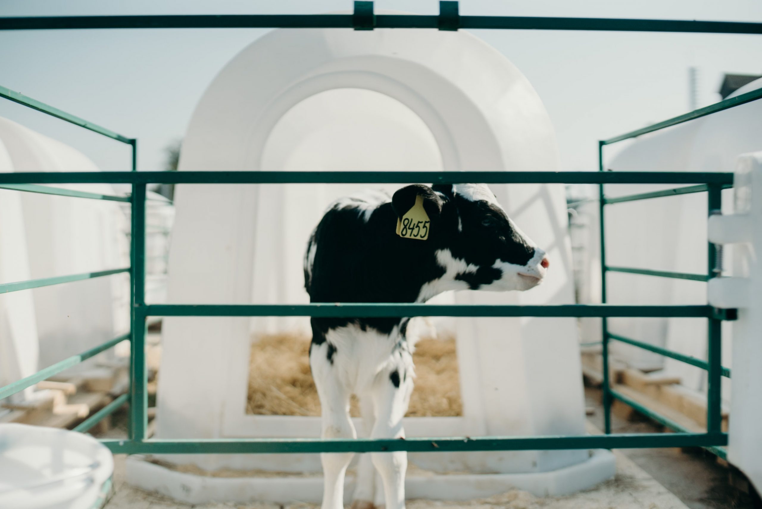 Kälberaufzucht: Warum die frühe Gruppenhaltung zur Brücke zwischen Gesellschaft und Landwirtschaft werden kann