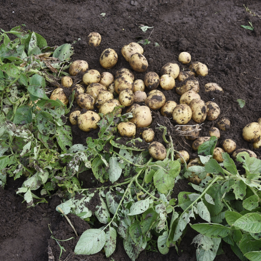 Stickstoffeffizienz im Kartoffelanbau – Wie sieht die Düngung von morgen aus?