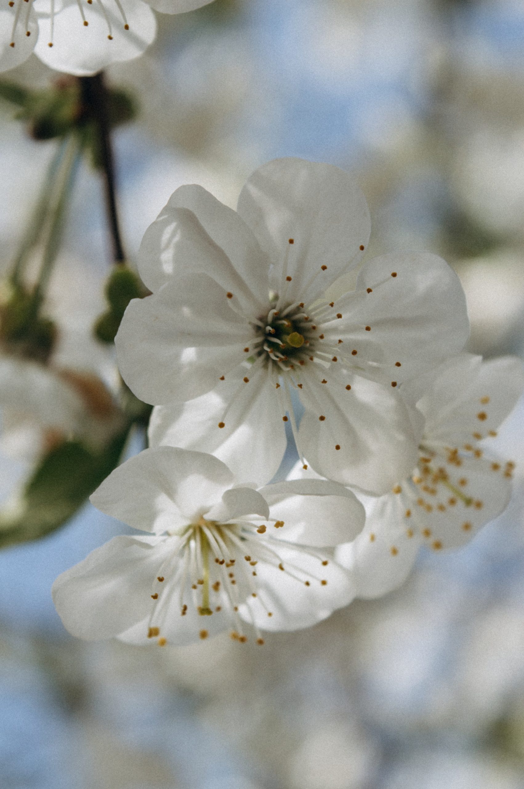 Kirschblüte verzögern, um Frostschäden zu verringern