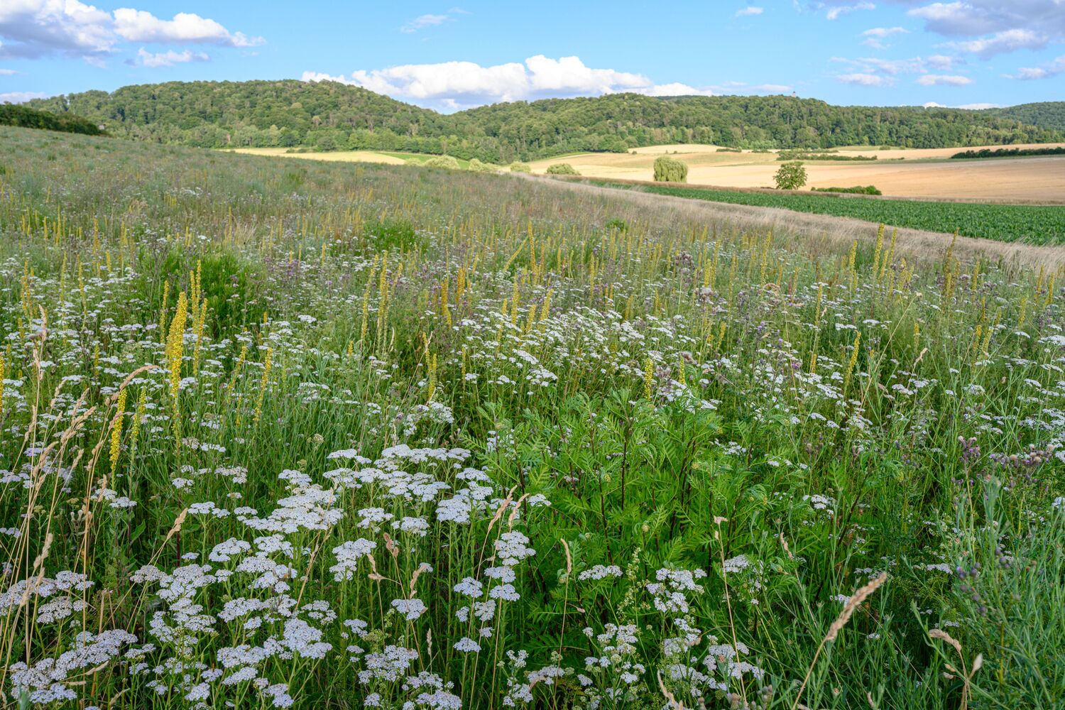 Gemeinsam für mehr Biodiversität in Agrarlandschaften
