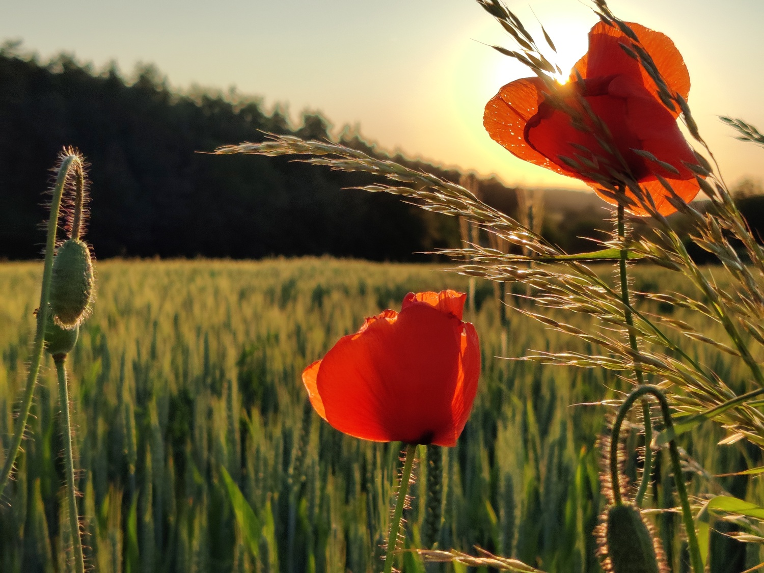 Regionale Wildpflanzen für vielfältige und widerstandsfähige Blühflächen